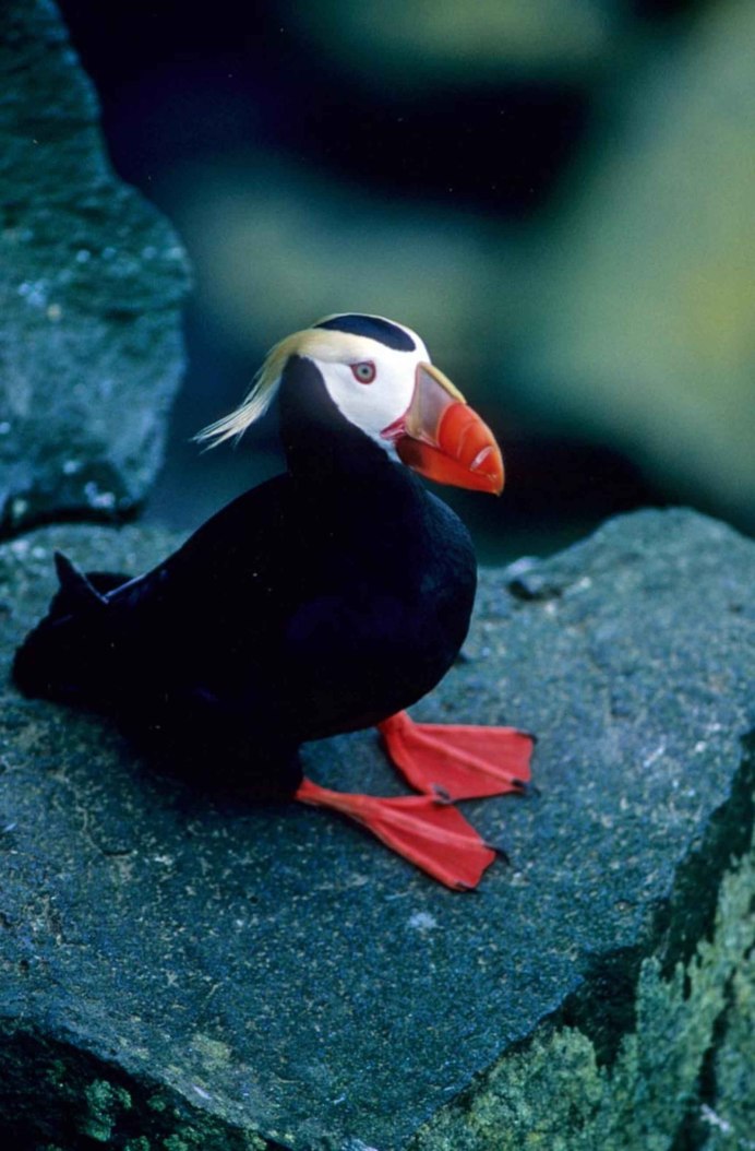 Черношейная поганка Podiceps nigricollis