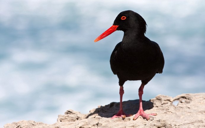 Большой крохаль Mergus Merganser