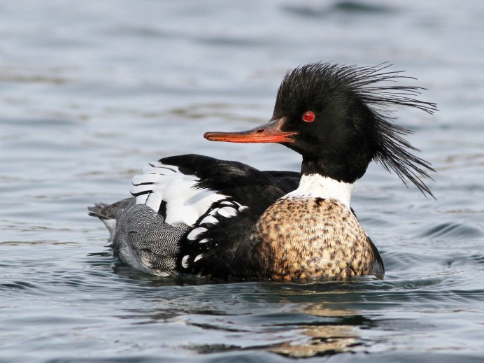 Лысуха (Fulica atra)