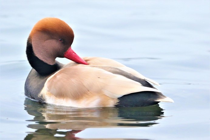 Экзотические птицы водоплавающие