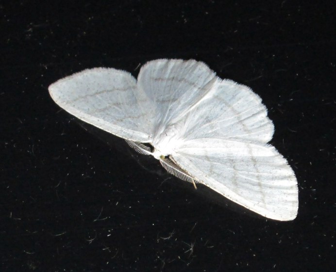 Actias Luna Albinism белая
