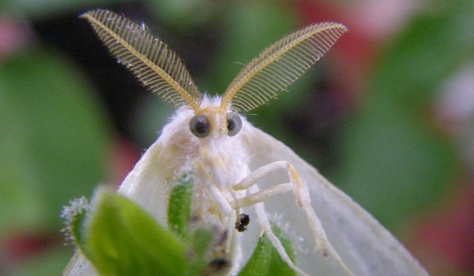 Cerura vinula