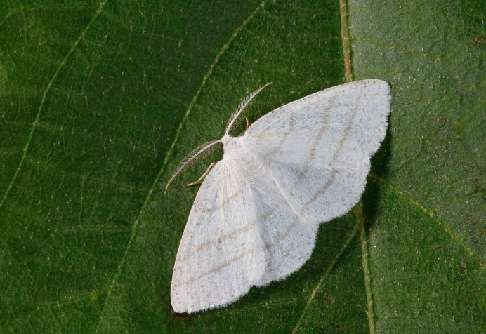 Американская белая бабочка Hyphantria cunea