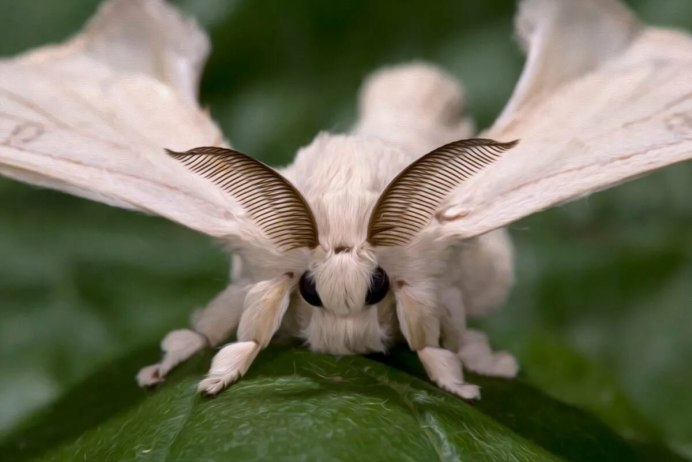 Американская белая бабочка Hyphantria cunea