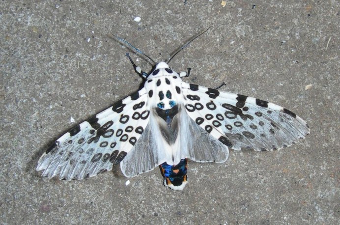 Hyphantria cunea