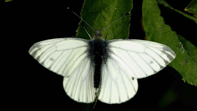 Actias aliena