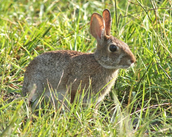 Romerolagus Diazi