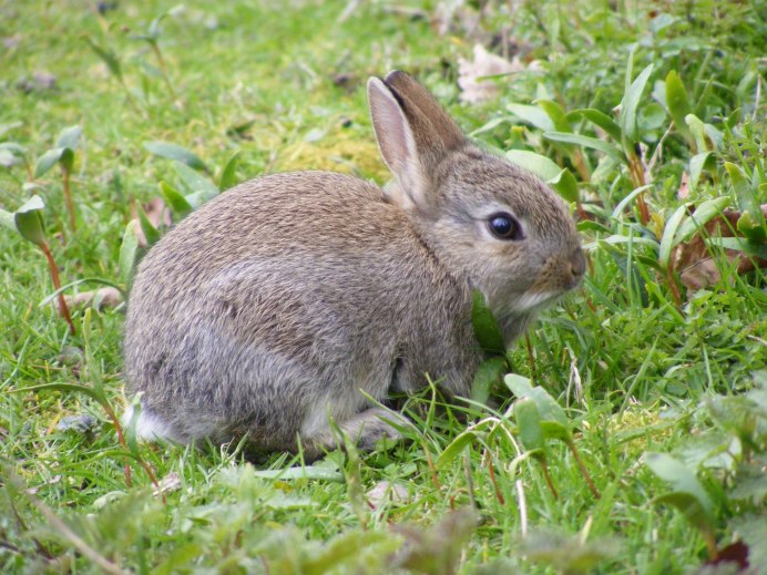 Дикий кролик Oryctolagus cuniculus
