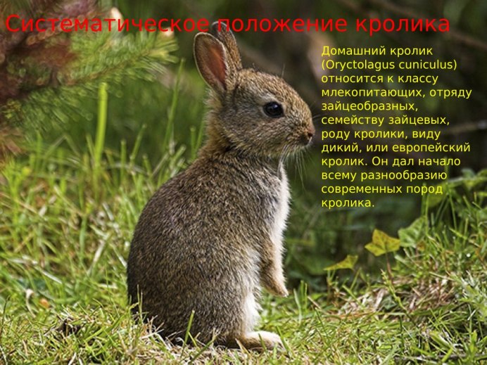 Маньчжурский заяц