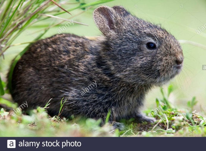 Romerolagus Diazi