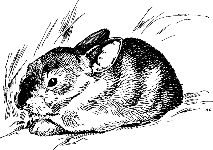 Romerolagus Diazi