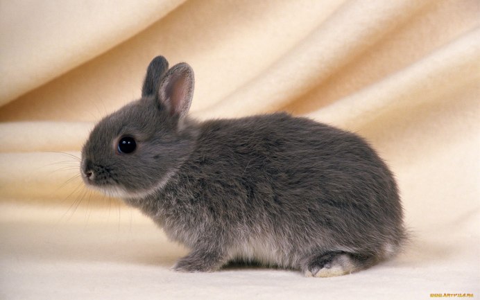 Pygmy Rabbit