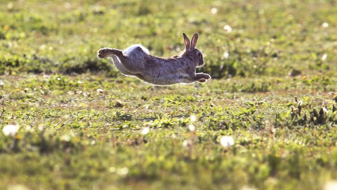Кролик (Oryctolagus cuniculus) родичи