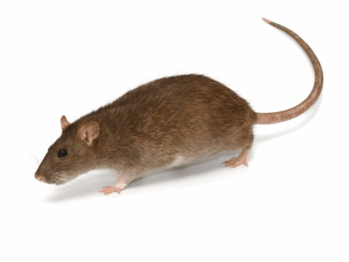 Серая крыса (Пасюк) - Rattus norvegicus.