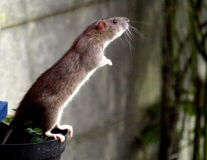 Mus musculus домовая мышь