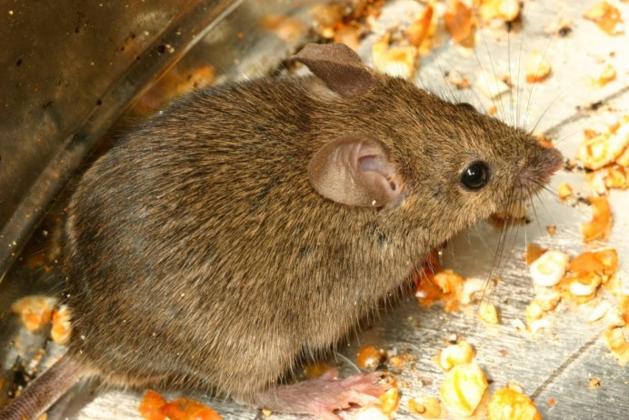 Apodemus peninsulae