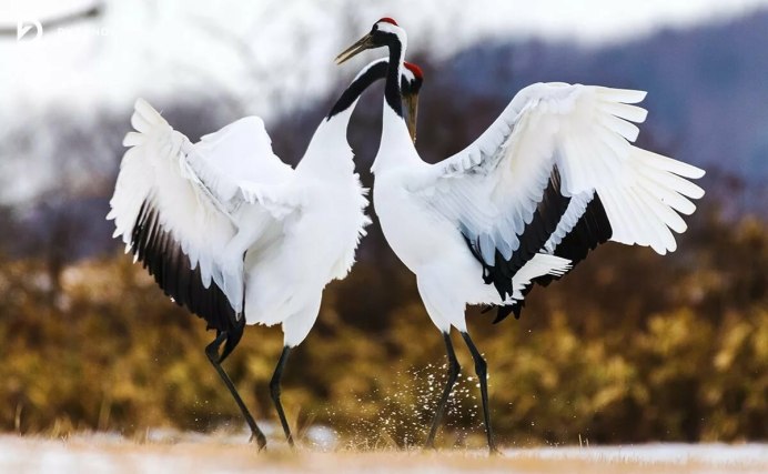 Победители фотоконкурса National Geographic