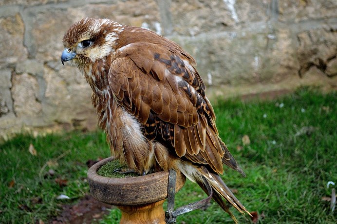 Bird staring