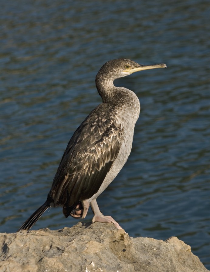 Серебристая Чайка Larus argentatus