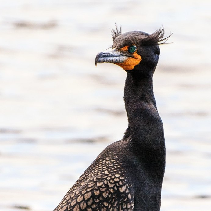 Большой Баклан Phalacrocorax Carbo