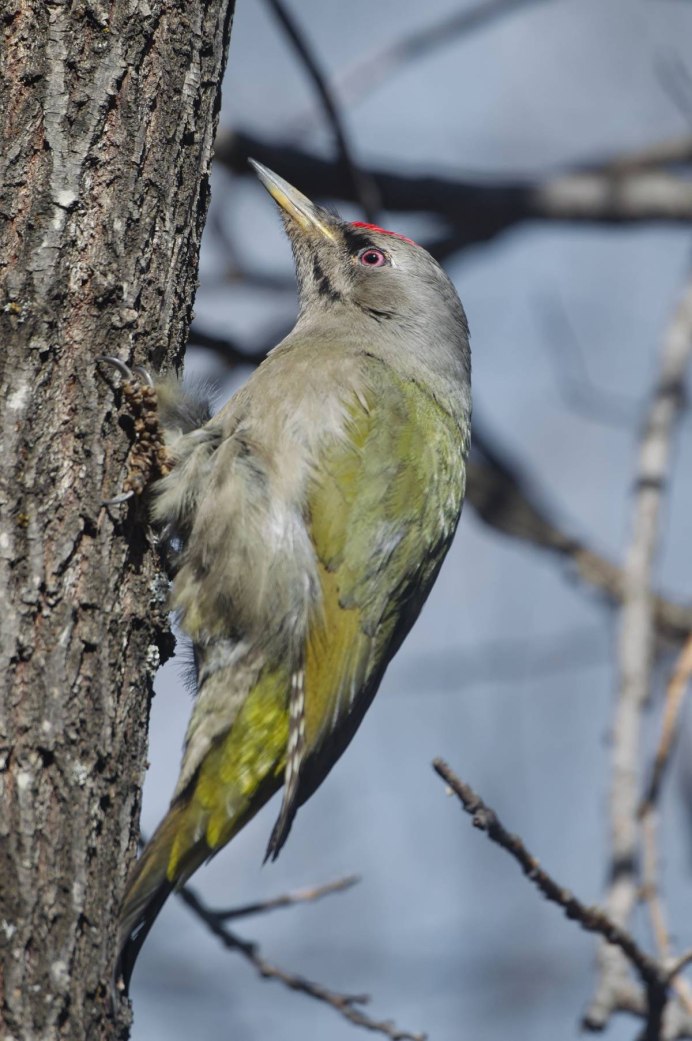 Седой дятел (Picus canus)