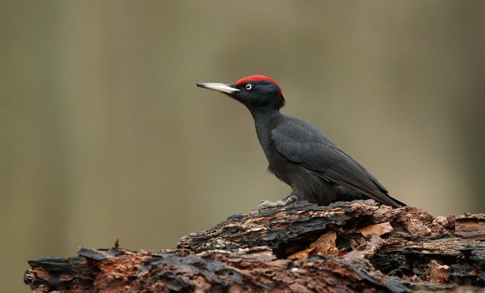 Dryocopus Martius