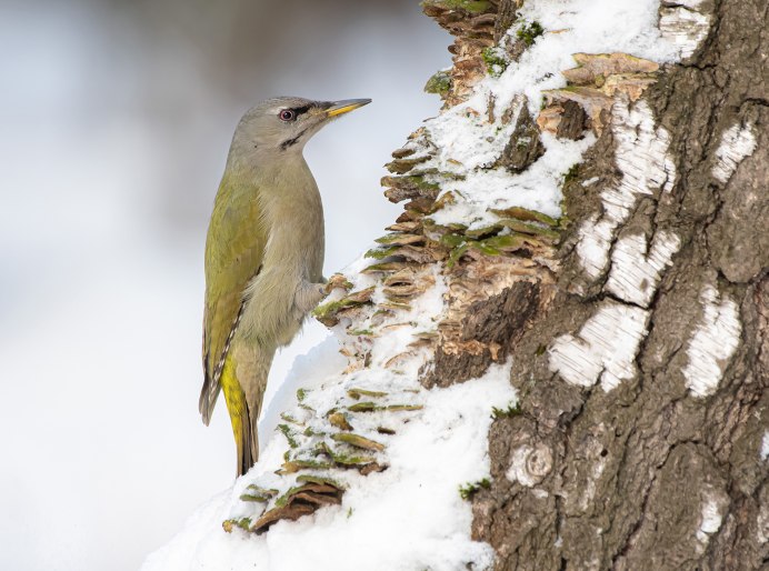 Дятел седой, или седоголовый (Picus canus). Самец