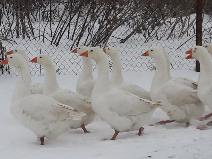 Породы гусей Тулузские гуси