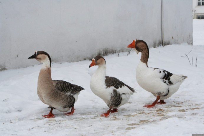 Гусь венгерский белый
