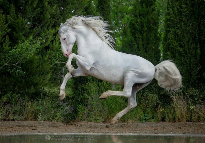 Белый Шайр лошадь