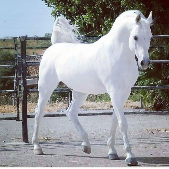 Norwegian x Arabian breeding
