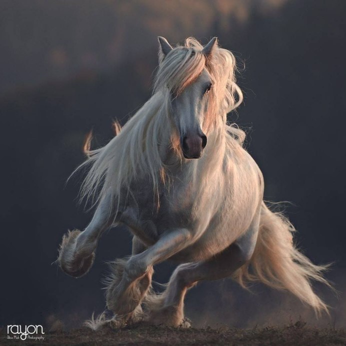 Лошадь породы Gypsy Vanner