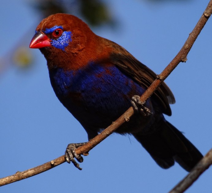 Uraeginthus ianthinogaster