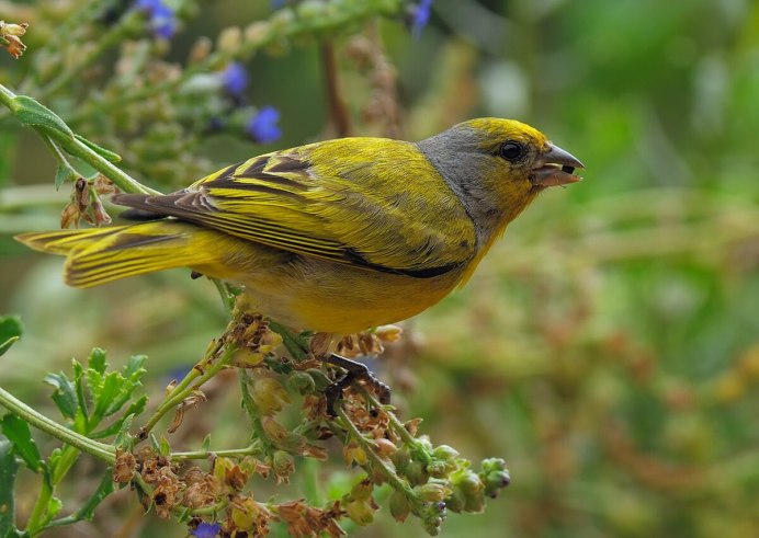 Семейство: Вьюрковые (Fringillidae)