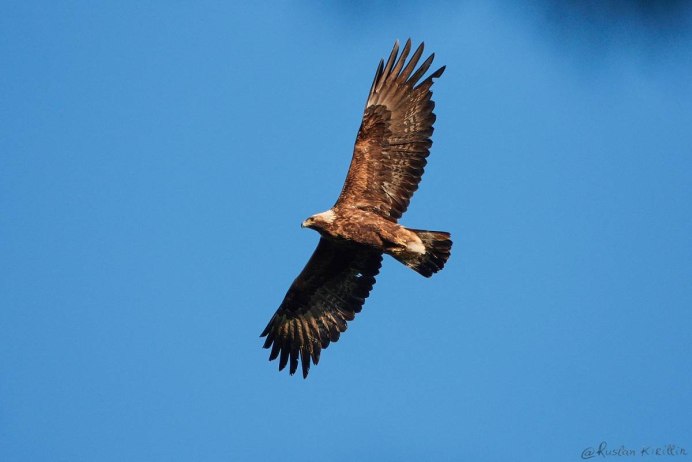 Беркут Aquila chrysaetos