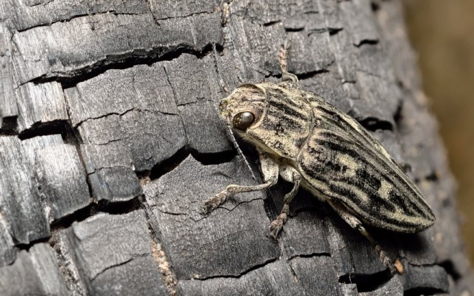 Жук Buprestidae