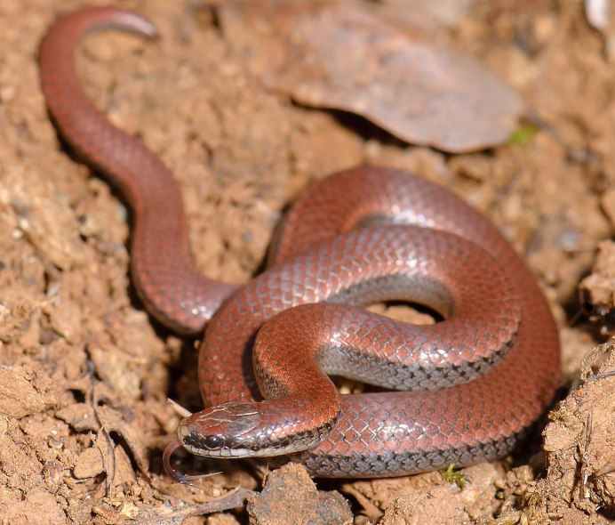 Agkistrodon contortrix