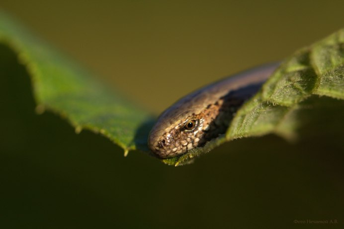 Water Moccasin