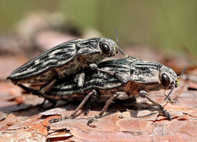 Жук Buprestidae