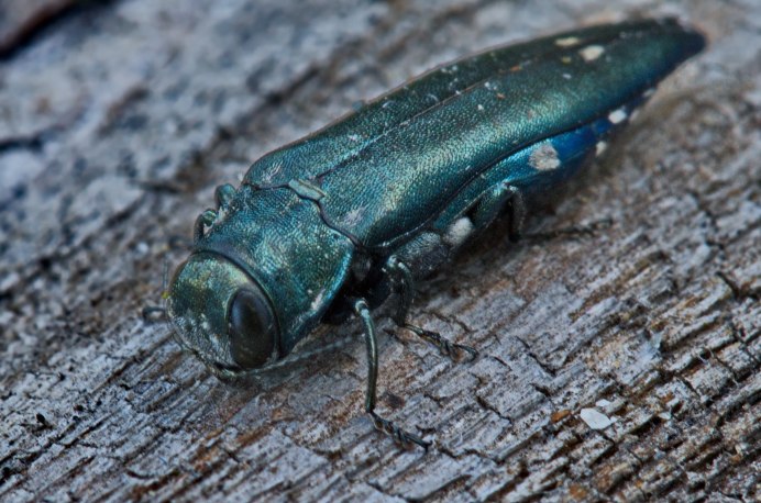 Anguis fragilis ломкая веретеница