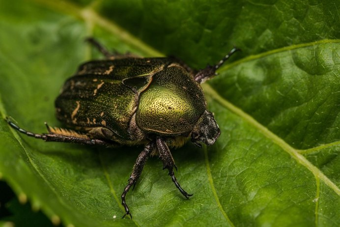 Большая Сосновая Златка Chalcophora Mariana
