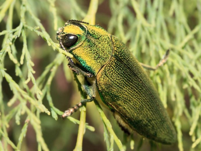 Бронзовка золотистая (Cetonia aurata)