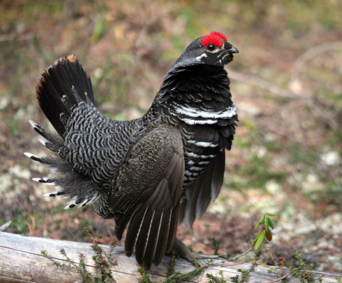 Глухарь (Tetrao urogallus)