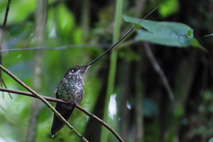 Ensifera Ensifera