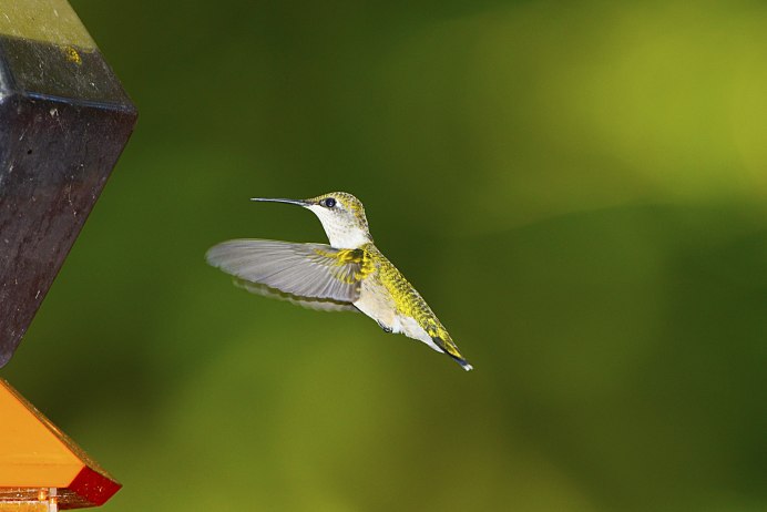 Hummingbird 1975