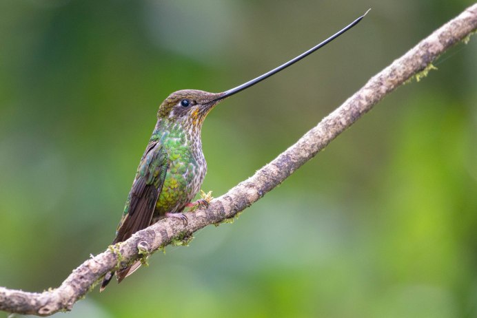 День Колибри (National Hummingbird Day)