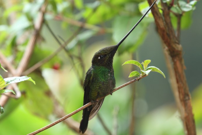 Ensifera Ensifera