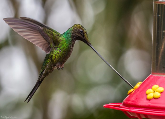 Колибри trochilidae