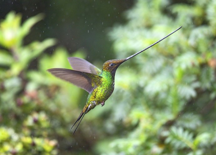 Ensifera Ensifera