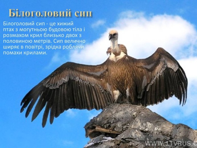 Аргентавис величественный